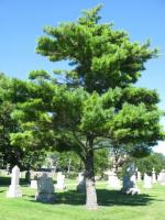 Chicago Ghost Hunters Group investigates Calvary Cemetery (108).JPG